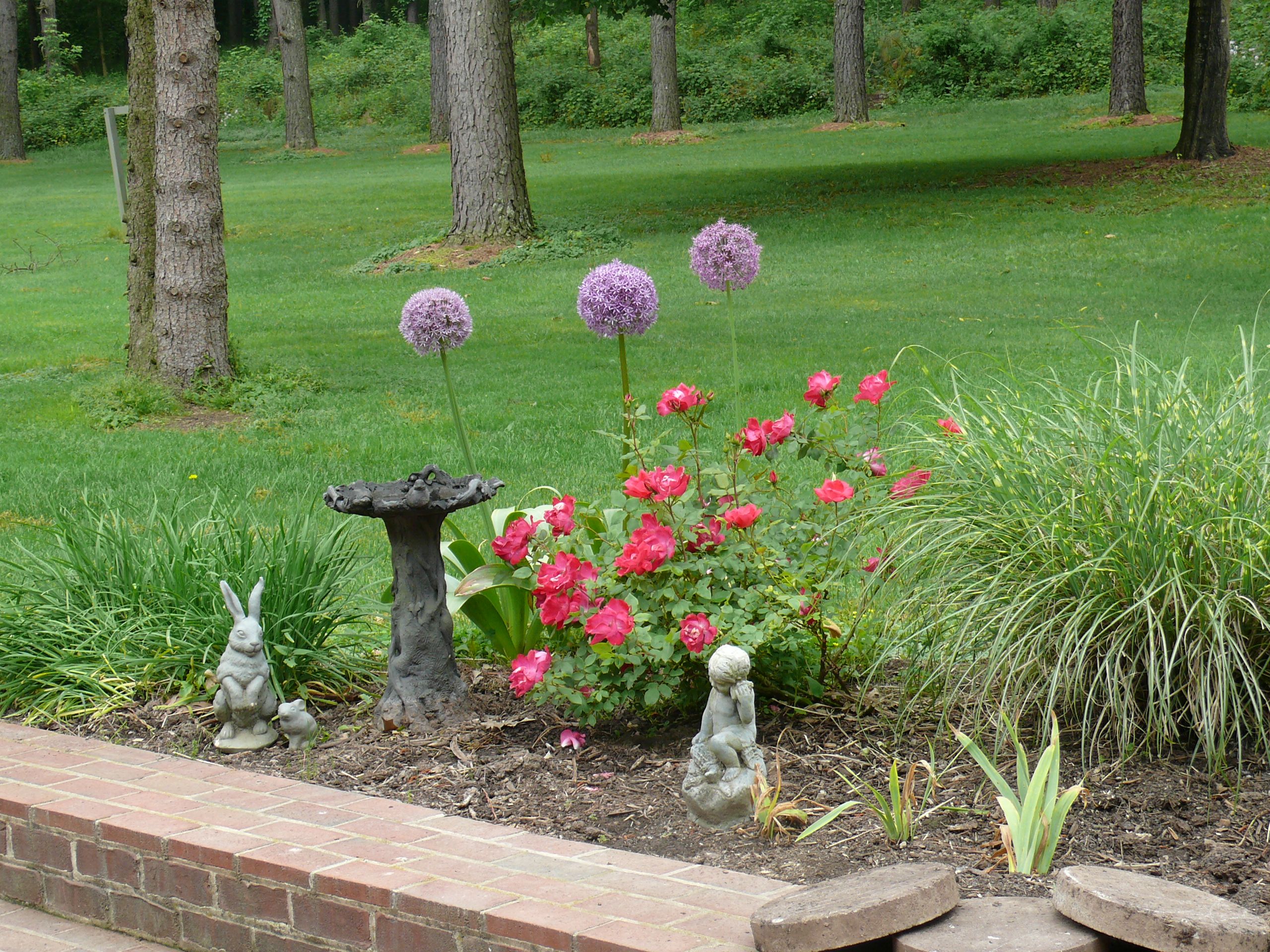 Alliums and roses in flowerbed at Riverwood