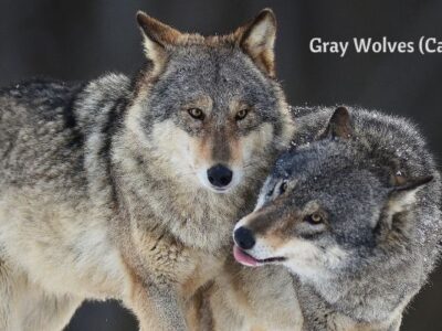 Gray wolves and the interconnectedness of nature