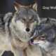 Gray wolves and the interconnectedness of nature