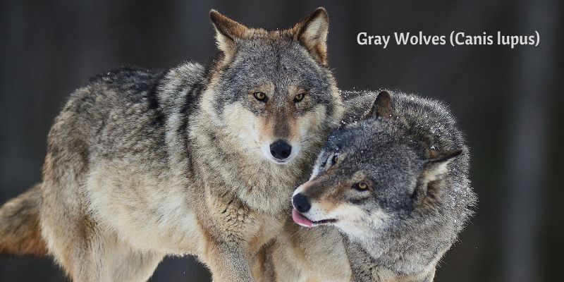 Gray wolves and the interconnectedness of nature