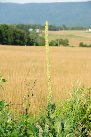 Stalk of wild mullein in field