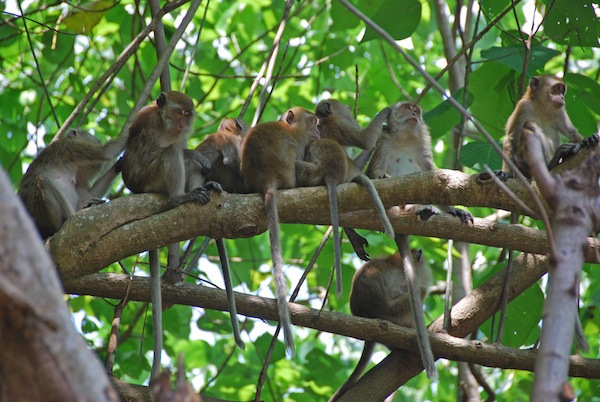 monkeys on a branch