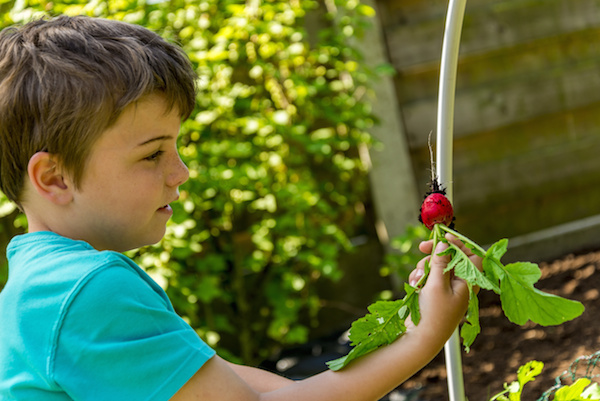 boy harvesting radish