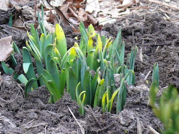 Green tips of spring bulbs pushing up through the dirt