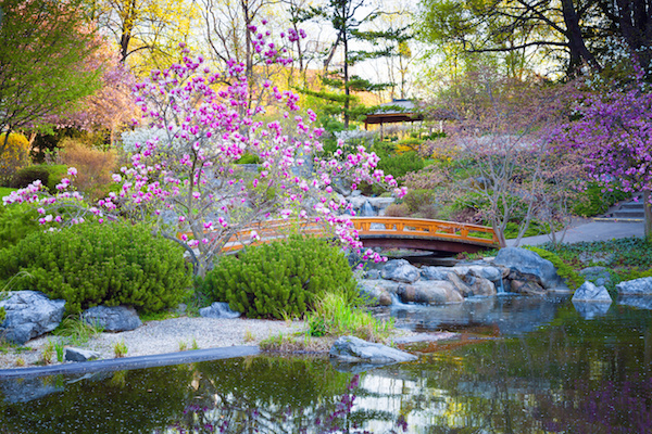 bridge in a Japanese Garden