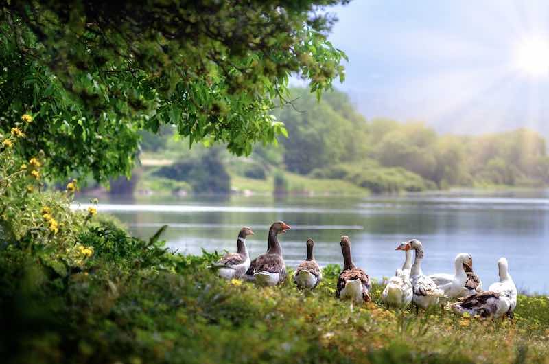 connect with nature - geese, lake, sunlight