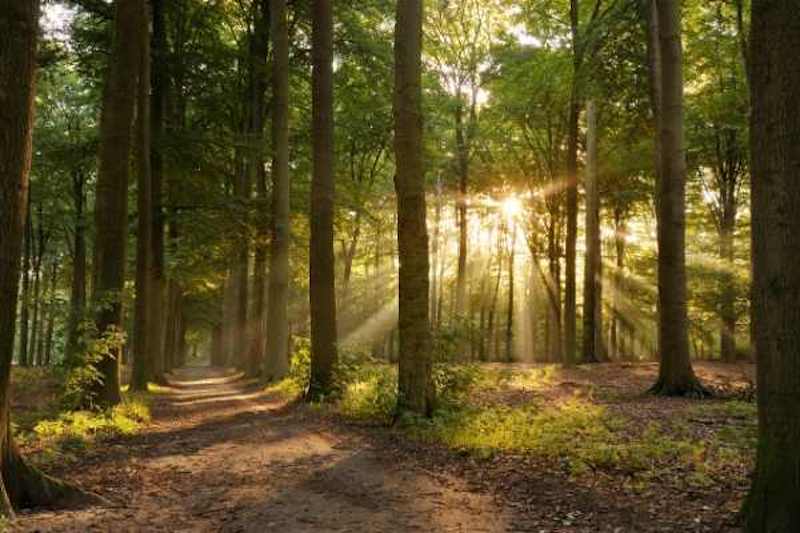 Illuminated path through the forest invites us to get outdoors