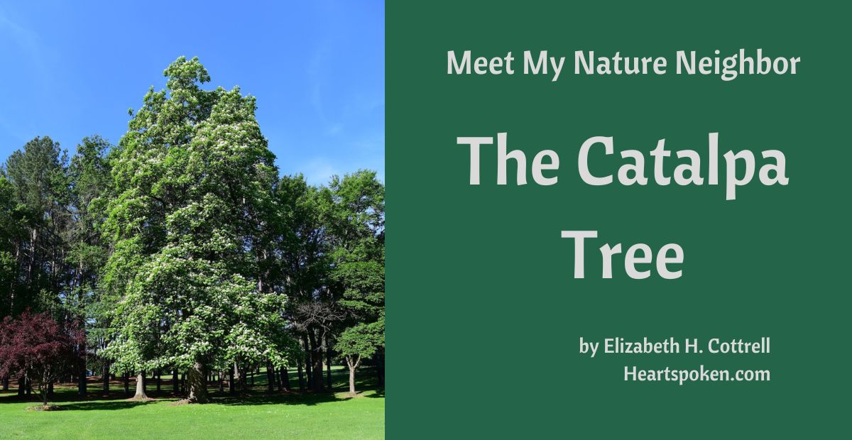 Meet My Nature Neighbor The Catalpa Tree Heartspoken