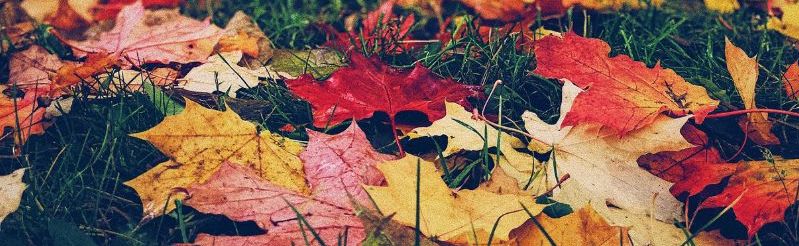 Autumn Leaves on ground