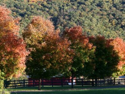 Trees changing color in Autumn